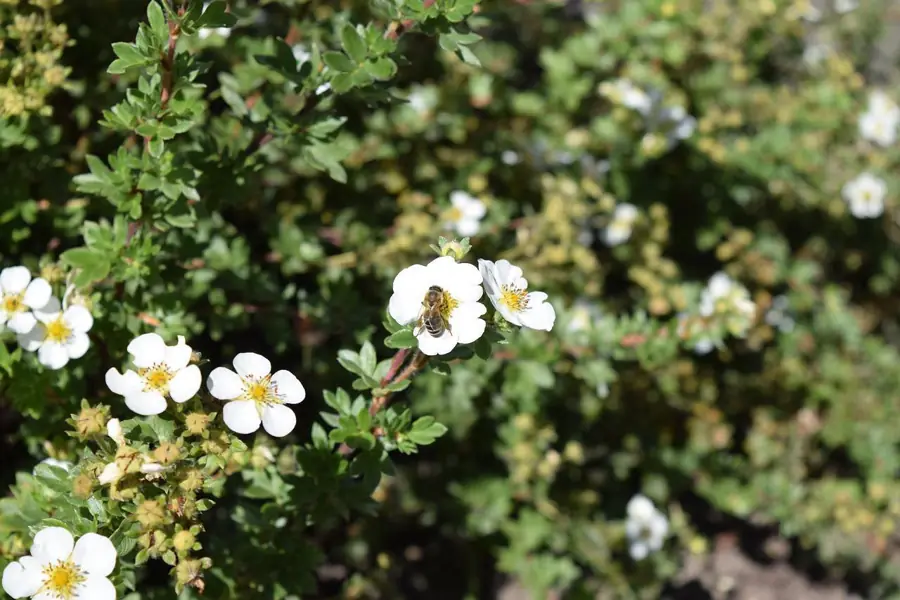 Apiario e natura a agosto