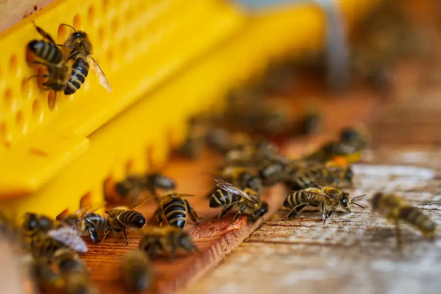 Apiario e natura a aprile