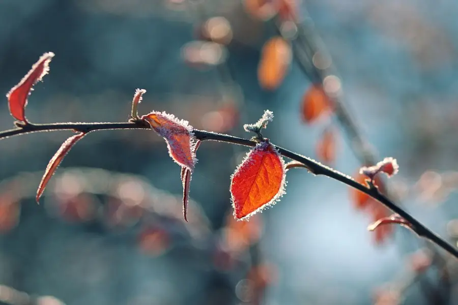 Apiario e natura a dicembre