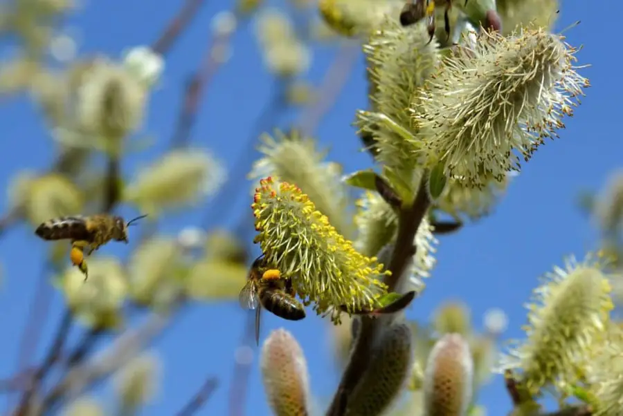 Apiario e natura a febbraio
