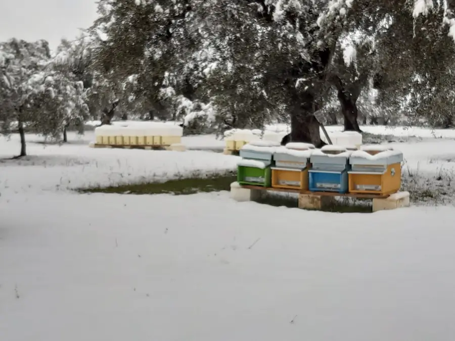 Apiario e natura a gennaio