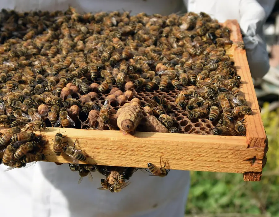 Apiario e natura a giugno