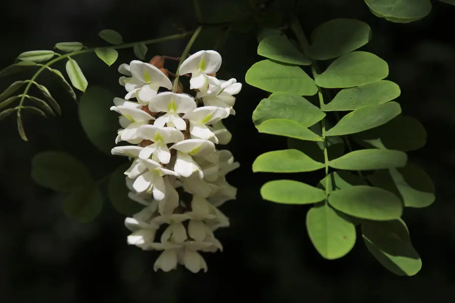 Apiario e natura a maggio