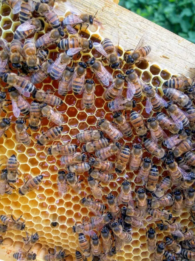 Apiario e natura a marzo
