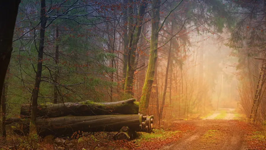 Apiario e natura a ottobre