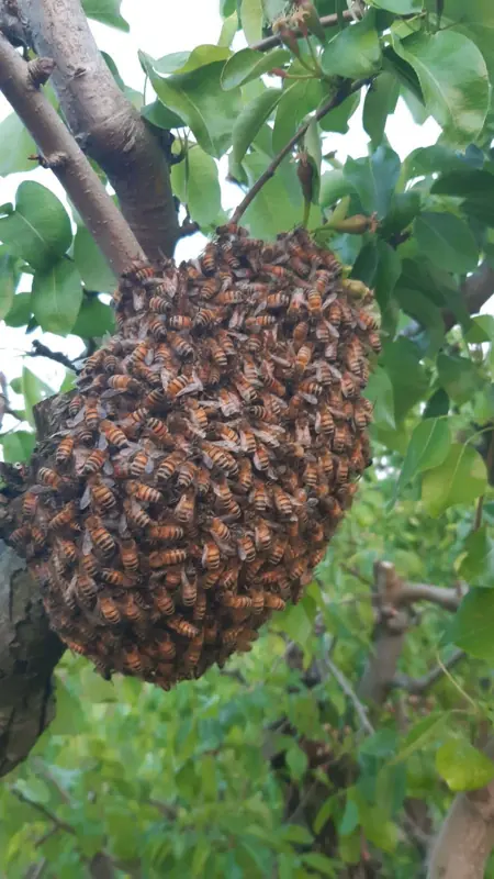 Sciame appeso al ramo di un albero