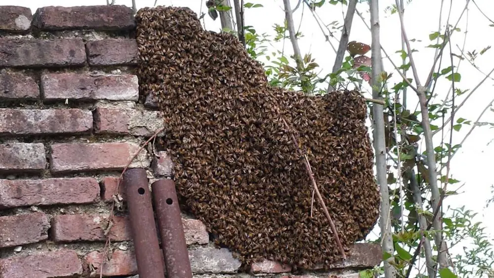 Sciame posato su un muro di mattoni