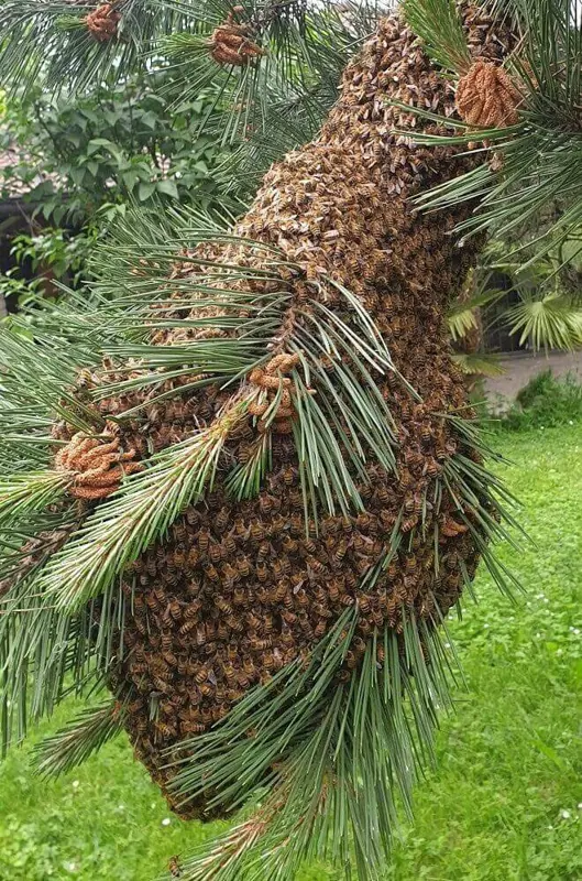 Sciame tra gli aghi di un pino